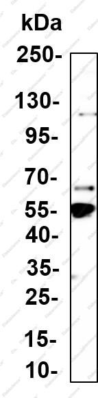 Recombinant MEF-2C Monoclonal Antibody - 1