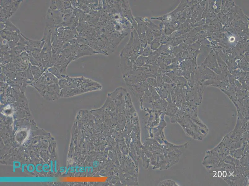Li-7 Cell Complete Medium - 6