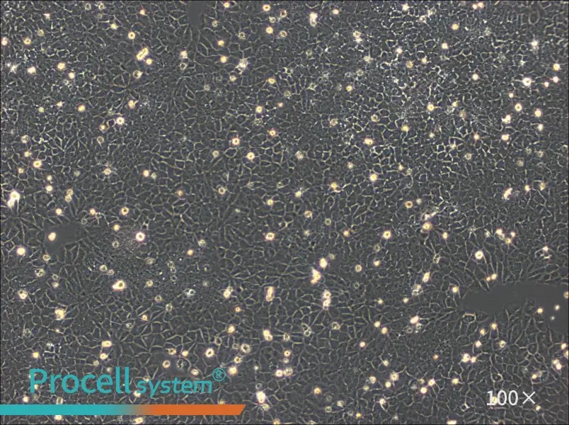 BRL Cell Complete Medium - 2