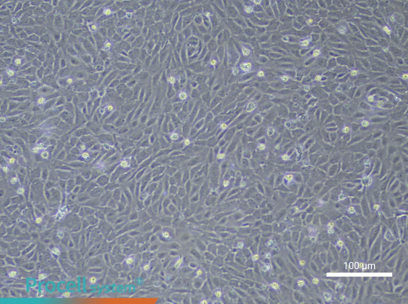 Human Small Intestine Mucosal Epithelial Cell Complete Medium - 3