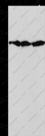 AIFM1 Polyclonal Antibody - 1