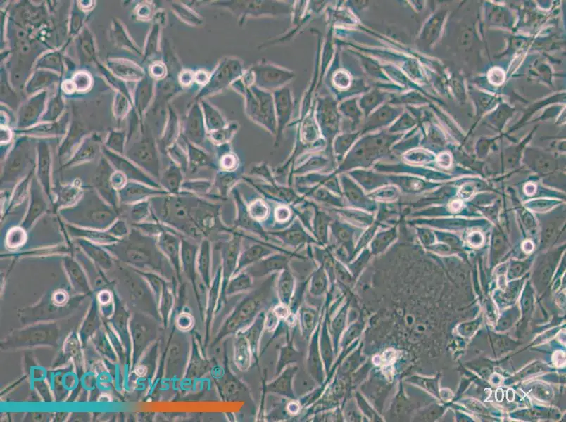 PC-3-LUC-EGFP Cell Complete Medium - small - 6