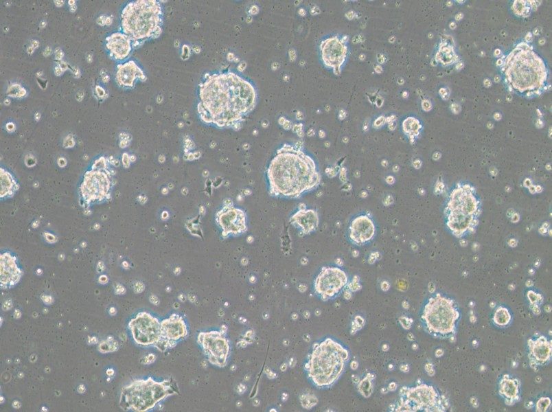 SK-ES-1 Cell Complete Medium-searchlist-1