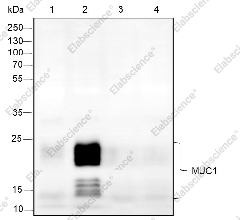 Recombinant MUC1 Monoclonal Antibody - 1