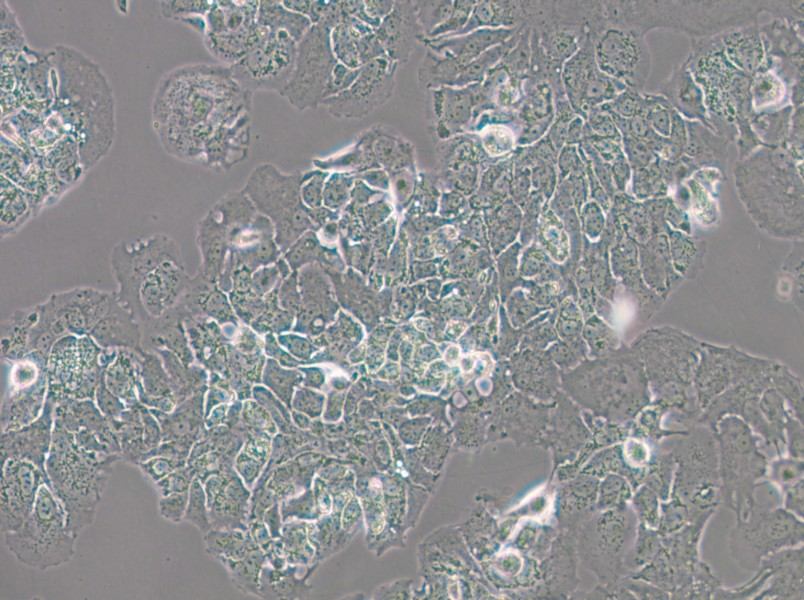 MDA-MB-415 (DMEM) Cell Complete Medium - small - 6