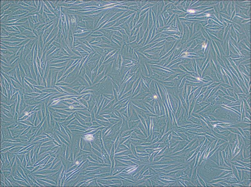 NCI-H1563 Cell Complete Medium - 3