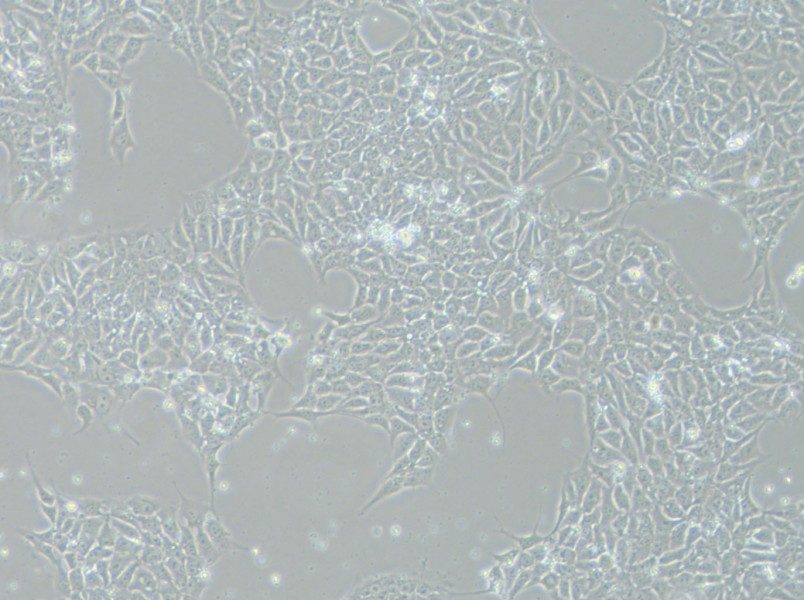 DYR0100 Cell Complete Medium - 8