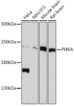 Western blot analysis of extracts of various cell lines using PI4KA Polyclonal Antibody at 1:1000 dilution.