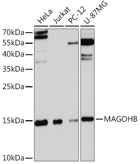 Western blot analysis of extracts of various cell lines using MAGOHB Polyclonal Antibody at1:3000 dilution.