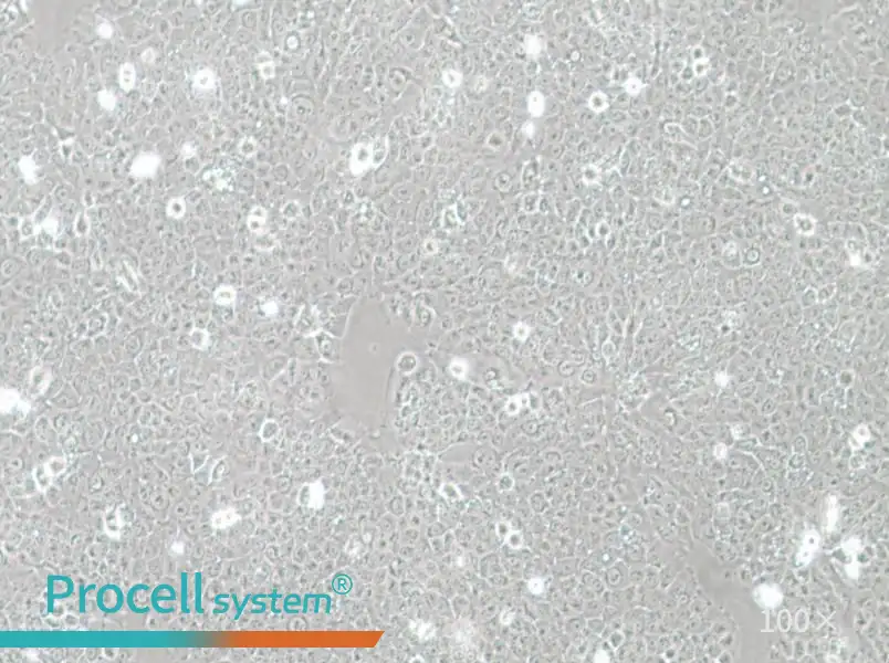 TE-12 Cell Complete MediumTE-12 Cell Complete Medium - 2