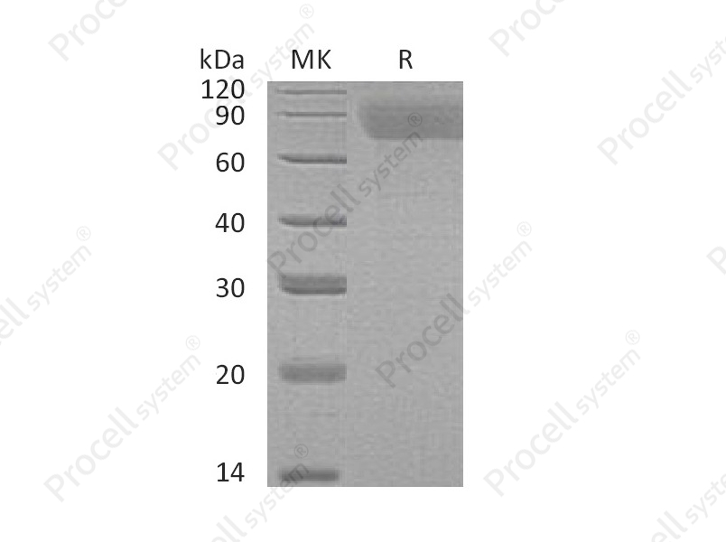 TPO/THPO (N, C-6His), Human, Recombinant