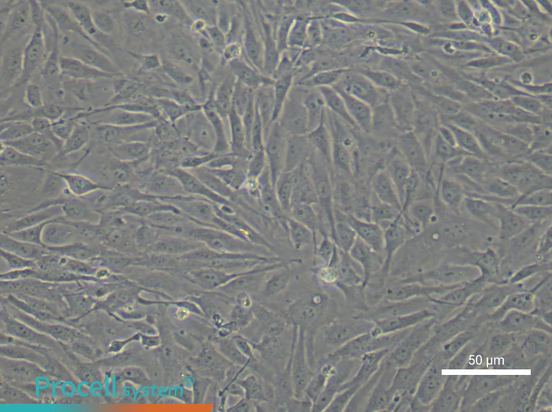 Human Lymphatic Endothelial Cell Complete Medium - small - 6
