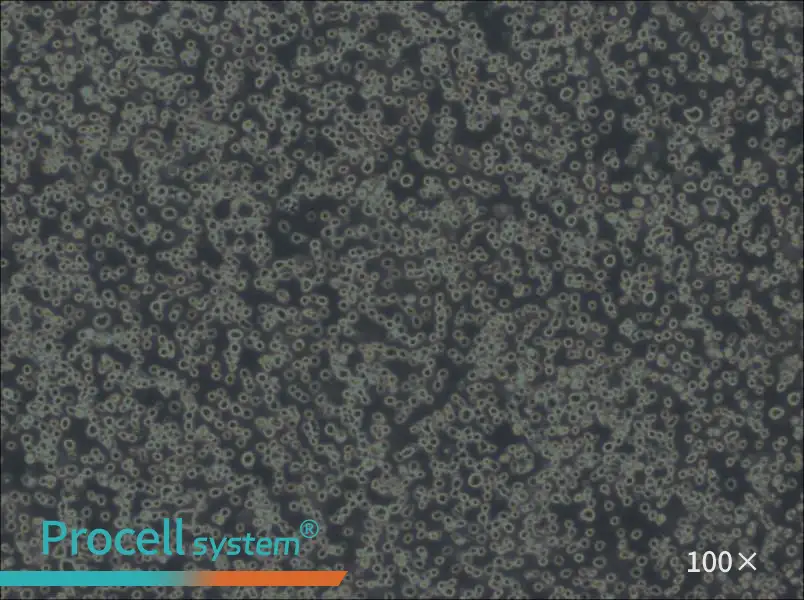 Karpas-299 Cell Complete MediumKarpas-299 Cell Complete Medium - 3