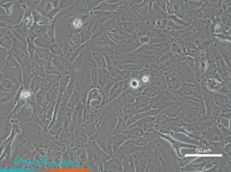 OCUT-2C - 5