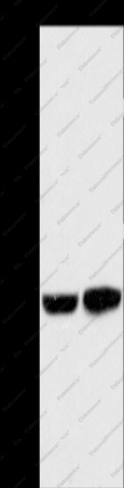 CAB39L Polyclonal Antibody - 1