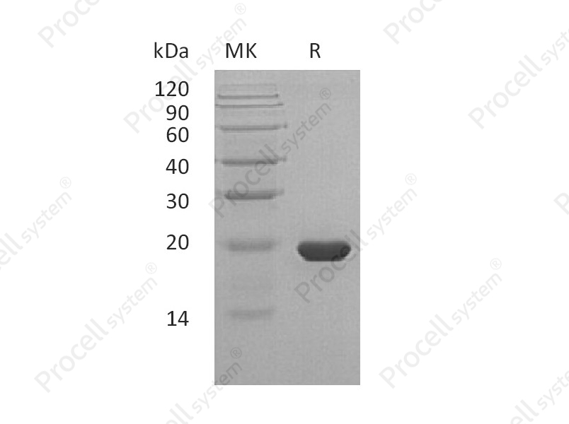 SHH (C24II), Human, Recombinant
