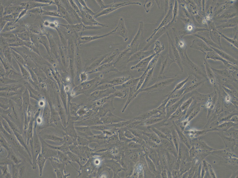SF126 Cell Complete Medium - 6