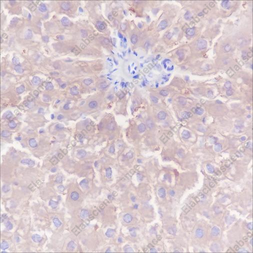 Recombinant CTEN Monoclonal Antibody - 3