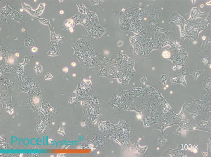 Capan-1 Cell Complete Medium - 3