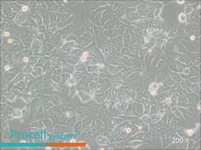 BHT101 Cell Complete Medium - 5