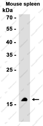 Recombinant Pin1 Monoclonal Antibody - 2