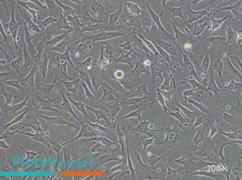 EA.hy926 Cell Complete Medium - small - 4