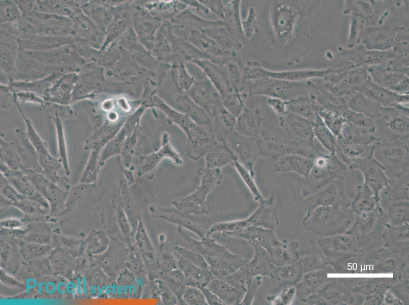 OCUT-2C - 4