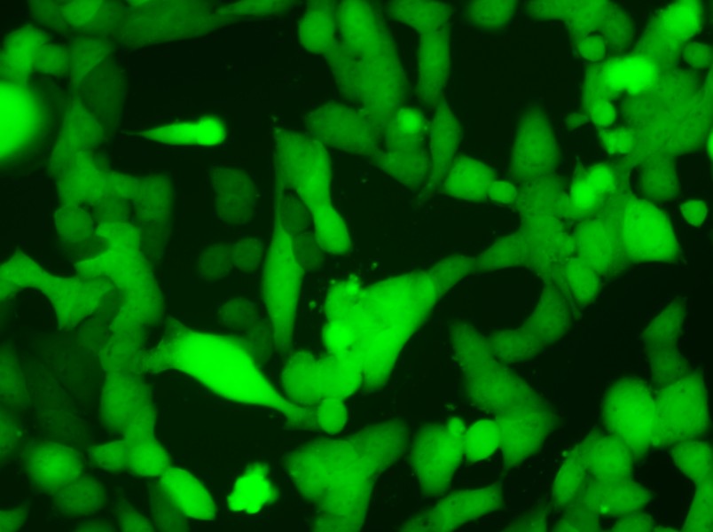 NCI-H446-LUC-EGFP Cell Complete Medium - 5