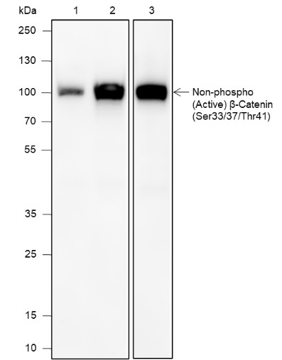 Recombinant Non-Phospho (Active) β-Catenin (Ser33, Ser37, Thr41) Monoclonal Antibody-searchlist-1