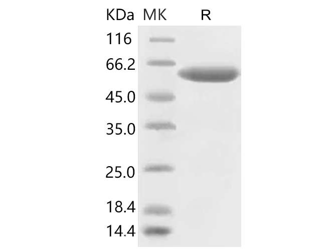 Immobilized human ACE2 protein (His tag) (Cat#PKSR030508) at 2ug/mL (100uL/well) can bind Recombinant 2019-nCoV Spike Protein (RBD, mFc Tag) PKSR030500, the EC50 of Recombinant 2019-nCoV Spike Protein (RBD, mFc Tag) is 15-50 ng/mL.