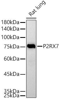 Western blot analysis of extracts of Rat lung using P2RX7 Polyclonal Antibody at 1:500 dilution.