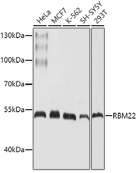 Western blot analysis of extracts of various cell lines using RBM22 Polyclonal Antibody at dilution of 1:1000.