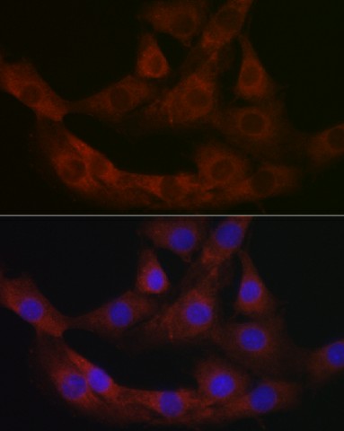 Immunofluorescence analysis of NIH/3T3 cells using PRG2 Polyclonal Antibody at dilution of 1:100 (40x lens). Blue: DAPI for nuclear staining.