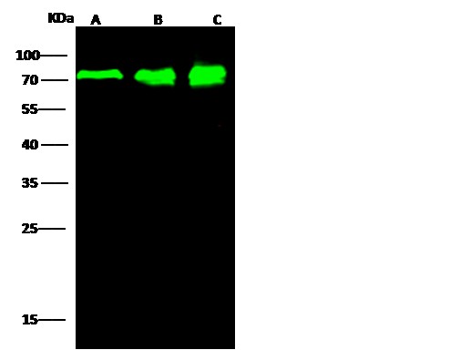 Recombinant PPM1G Monoclonal Antibody-searchlist-1