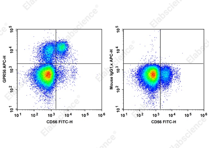 APC Anti-Human GPR56 Antibody[CG4] - 1