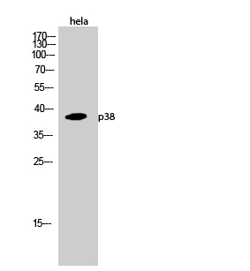 Western Blot analysis of Hela cells using p38 Polyclonal Antibody at dilution of 1:1000.