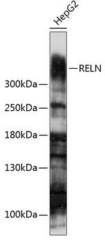 Western blot analysis of extracts of HepG2 cells using RELN Polyclonal Antibody at 1:1000 dilution.