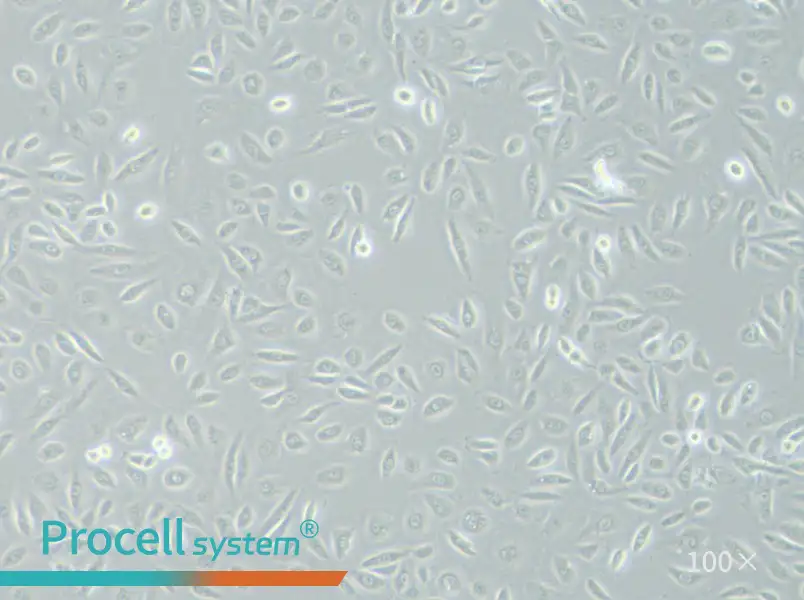 TPC-1 Cell Complete Medium - 2