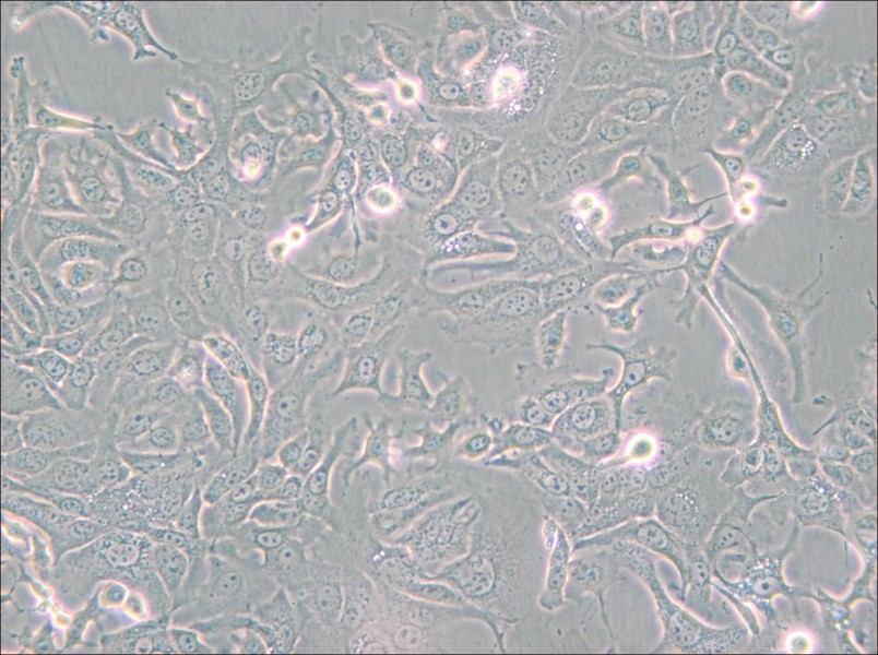 NCI-H1568 [H1568] Cell Complete Medium - small - 6