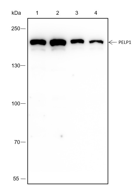 Recombinant PELP1 Monoclonal Antibody-searchlist-1