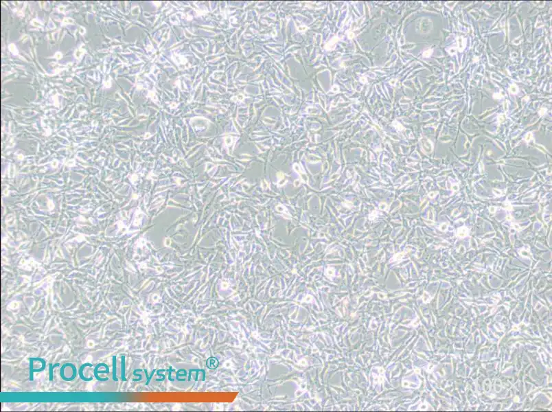 PIEC Cell Complete MediumPIEC Cell Complete Medium - 2
