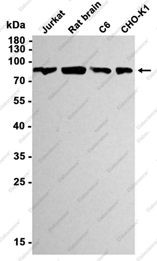 Recombinant PI3 Kinase p85 alpha Monoclonal Antibody - 1