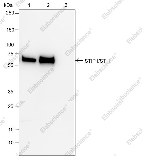 Recombinant STIP1/STI1 Monoclonal Antibody - 7
