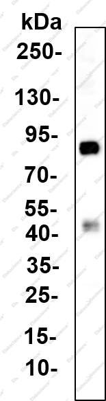 Recombinant SLC40A1 Monoclonal Antibody - 1