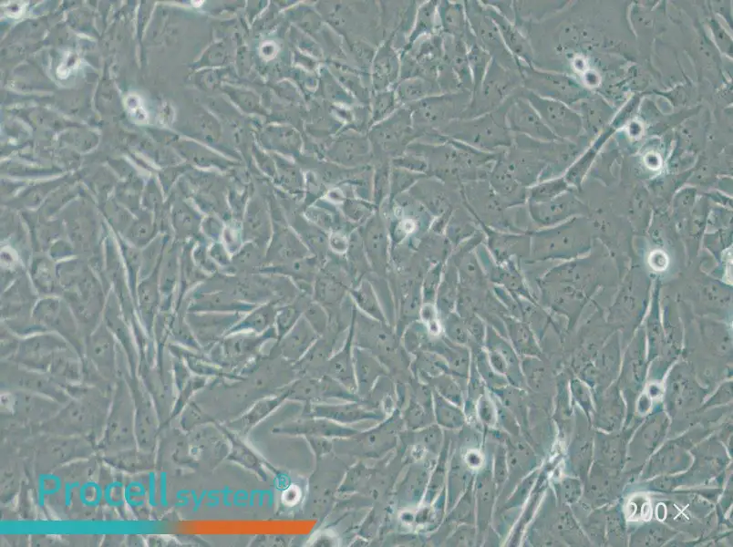 SW1271 Cell Complete Medium - 6