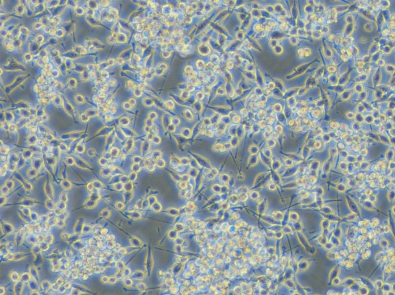 BV2-EGFP Cell Complete Medium - 5