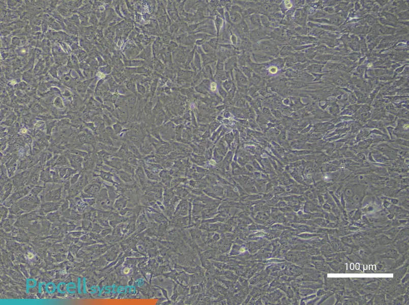 Mouse Skeletal Muscle Satellite Cell Complete Medium - 3