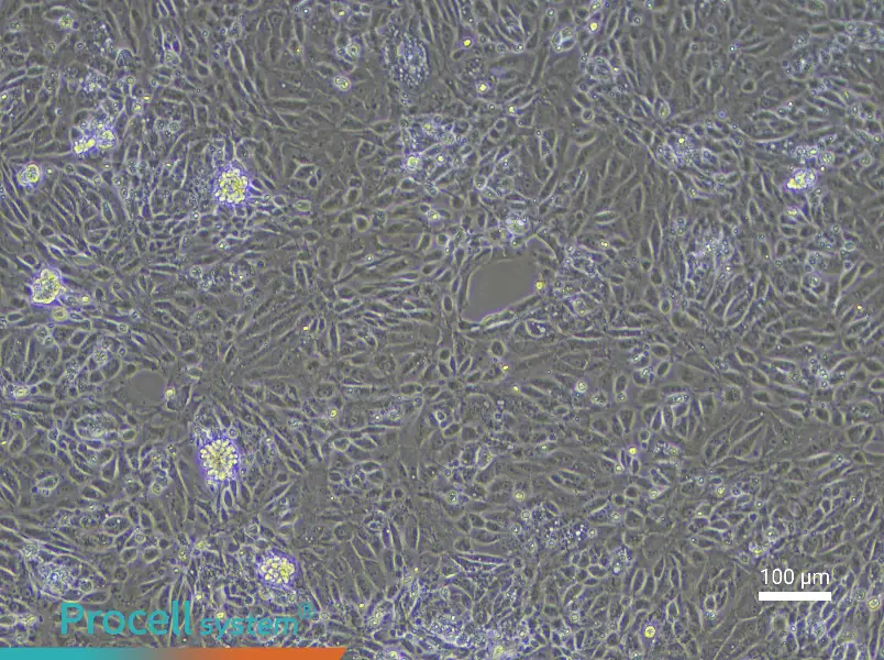 Rat Renal Tubular Epithelial Cell Complete Medium - 1