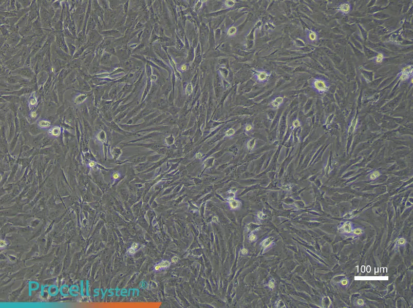 Rat Umbilical Cord Mesenchymal Stem Cell Complete Medium - 1