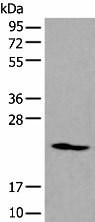 Western blot analysis of K562 cell lysate  using ARL1 Polyclonal Antibody at dilution of 1:550